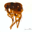 Image of Cediopsylla simplex (Baker 1895)