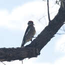 Image of Red-naped Sapsucker