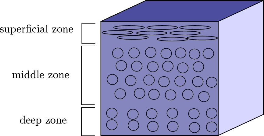 Organization of the cells in the cartilage tissue.