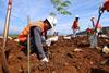 A man wearing a hard hat and hi-vis vest planting a tree in rough ground