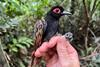 A hand holding a wild bird