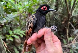 A hand holding a wild bird