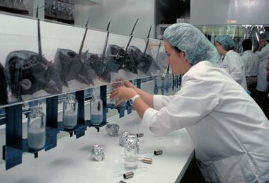 A row of horseshoe crabs in a lab where a woman in a lab coat and hair covering is extracting their blue blood