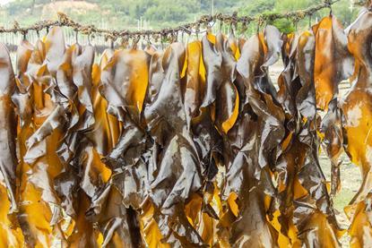 Brown kelp image