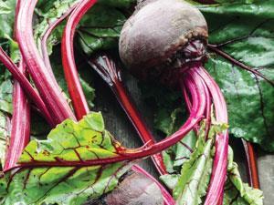 Beetroot