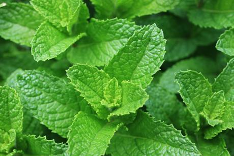 Fresh spearmint leaves