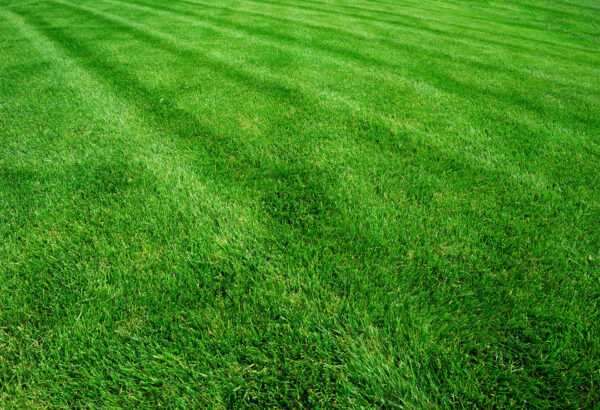 photo of a healthy, green maintained yard