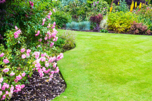 pink roses flowerbed with manicured spring green lawn