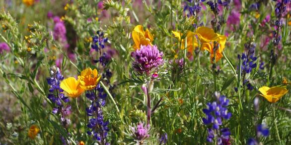 Sonoran Desert native wildflowers/forbs, including California poppy, lupines, and purple owl's clover