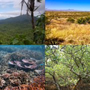 Four photos of different ecosystem types: rain forest, prairie, ocean, and deciduous forest