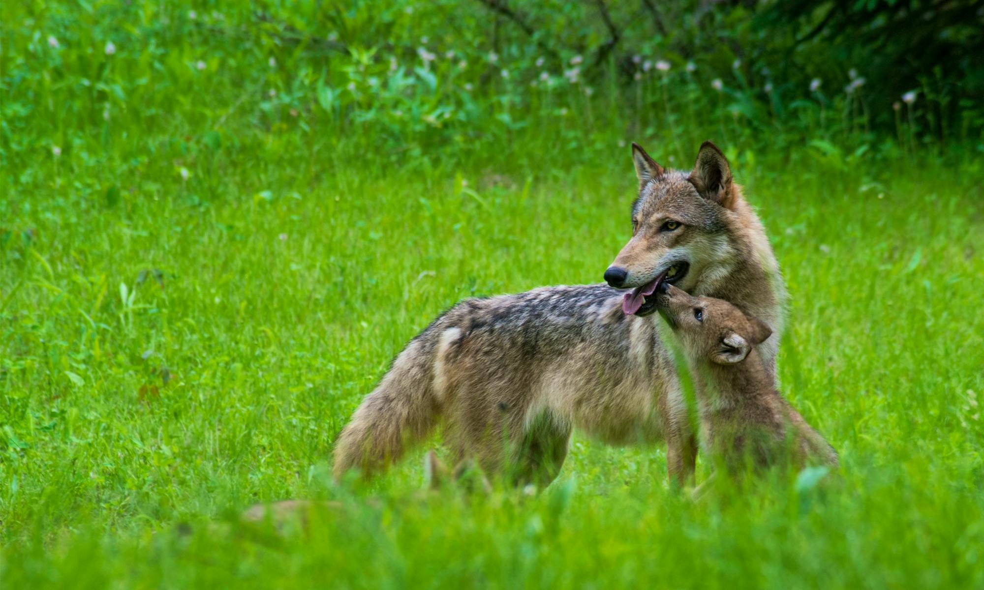 Wolf mom and pups