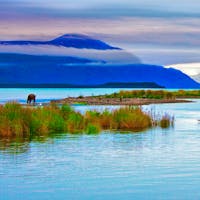 Brown Bear in Kenai Refuge Alaska