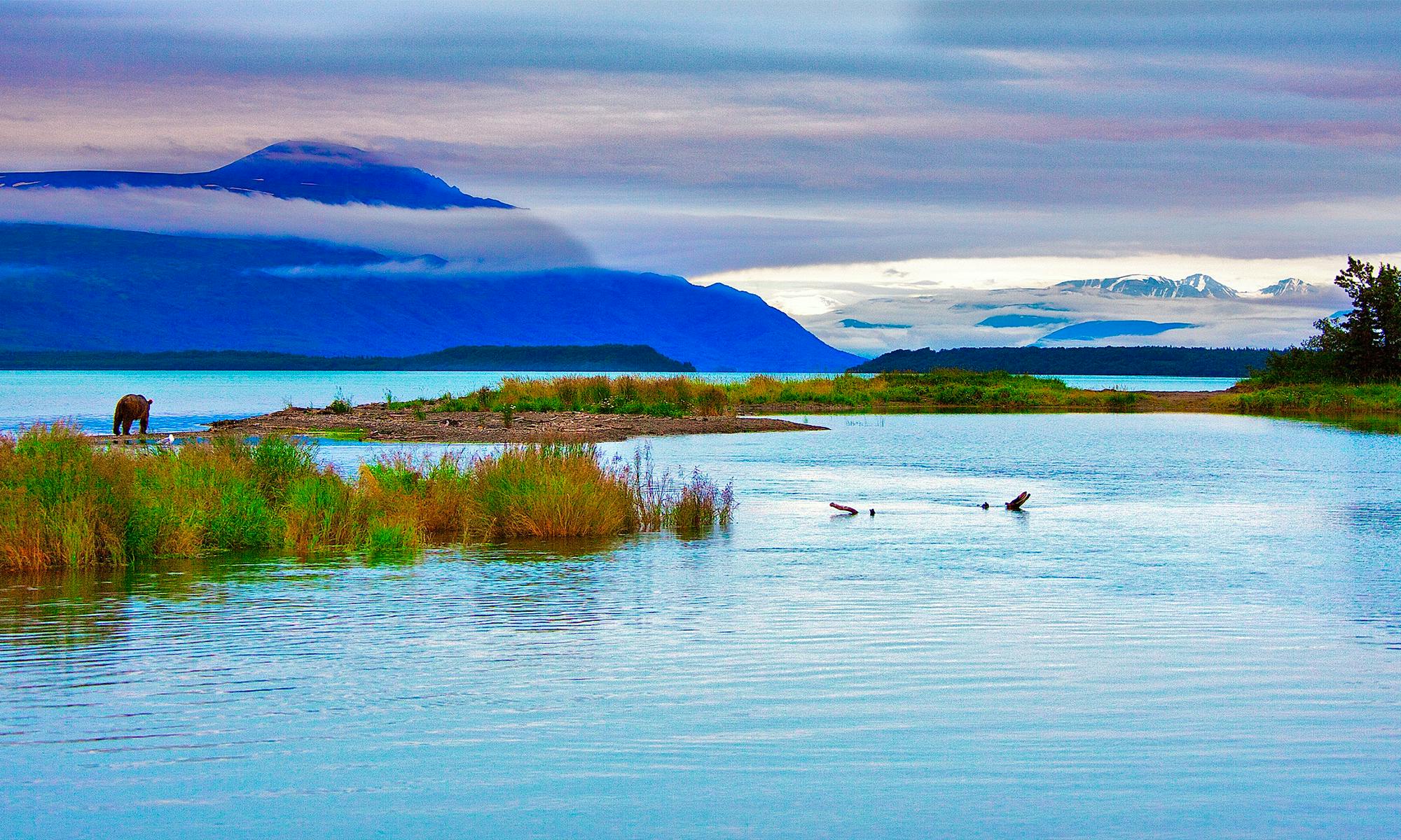 Brown Bear in Kenai Refuge Alaska