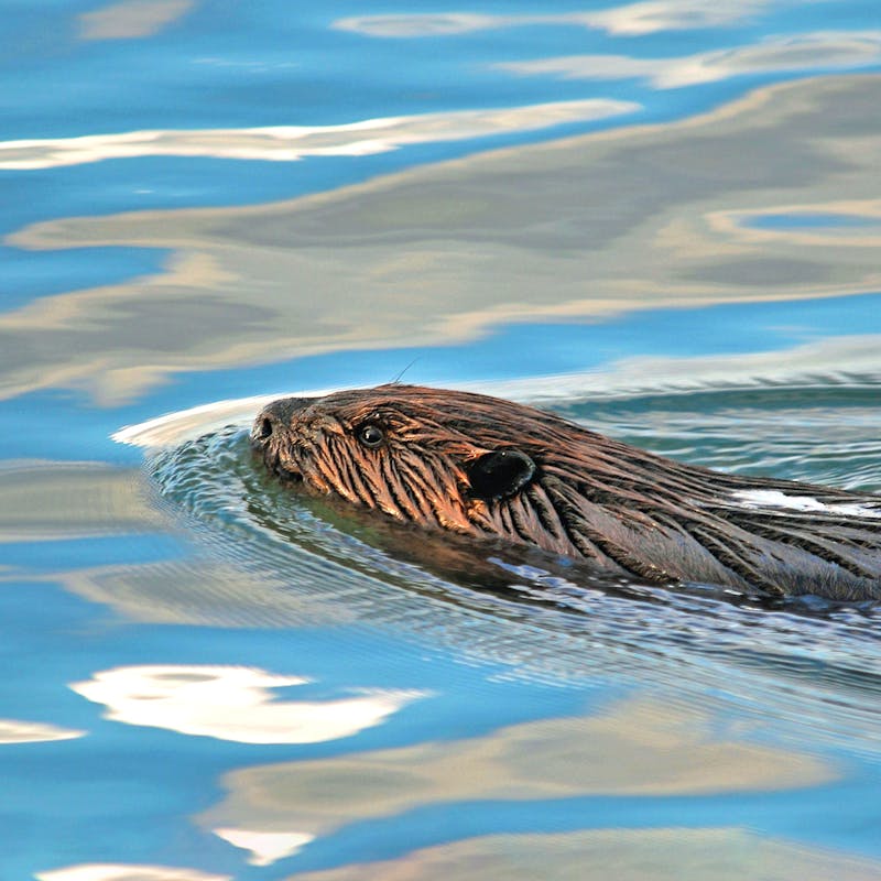 Beaver Swimming