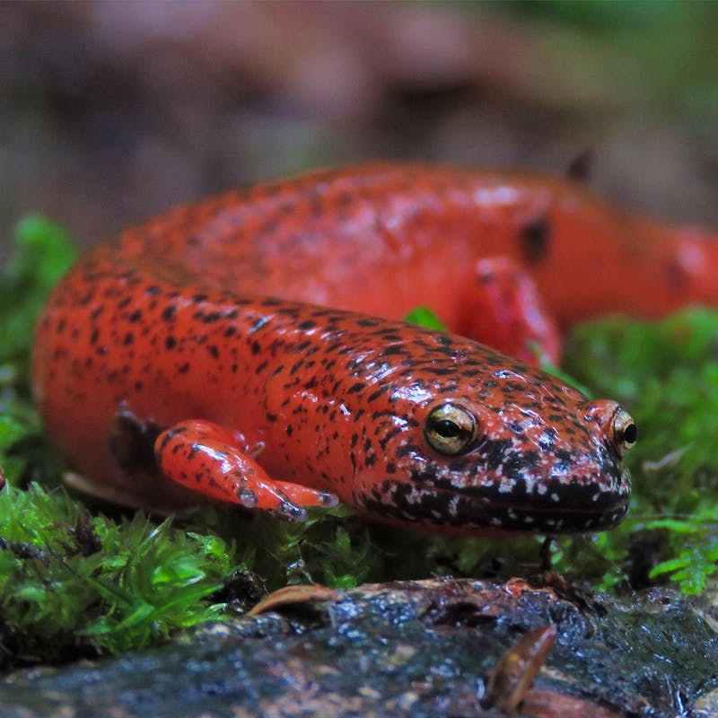 Black-chinned red salamander