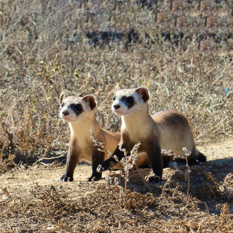 Black-footed ferret kits