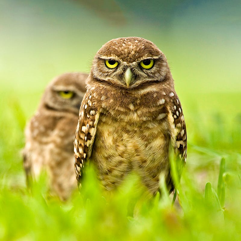 Burrowing Owls