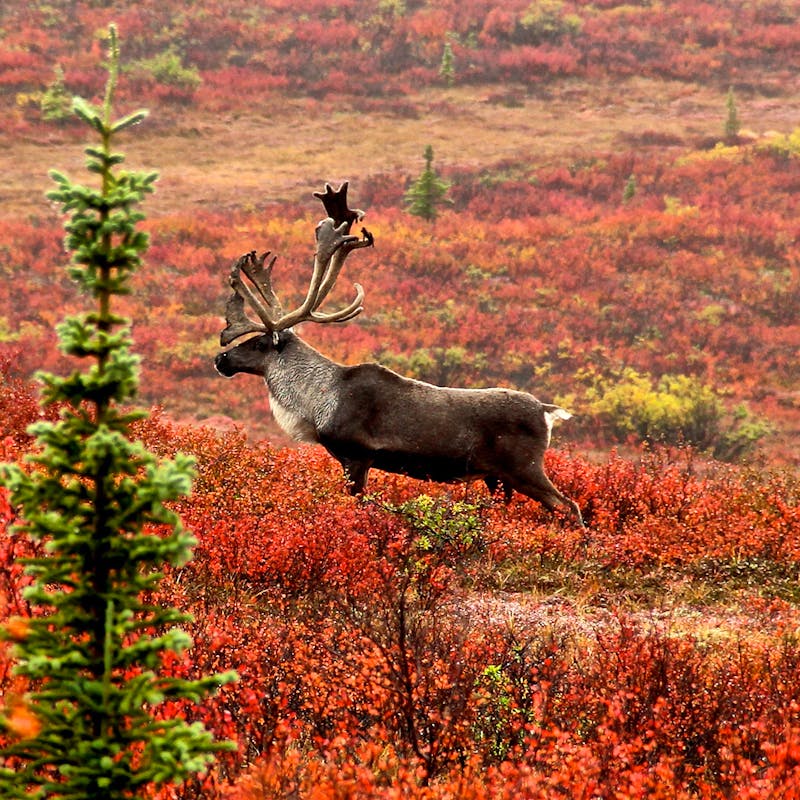 Caribou in Denali