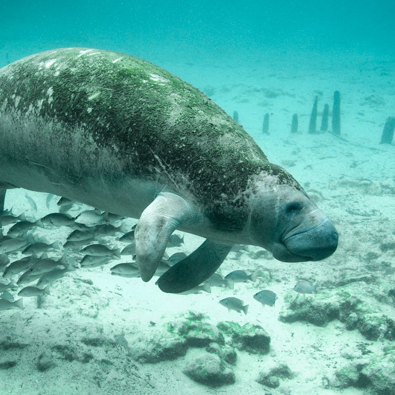 Florida Manatee Crystal River NWR