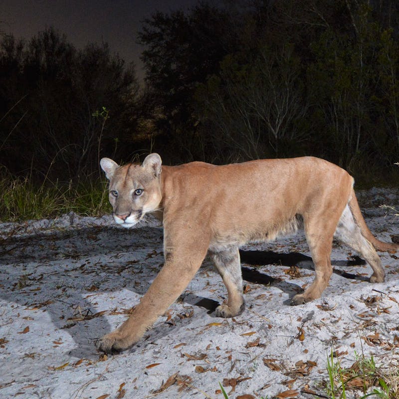 Florida Panther walking at night