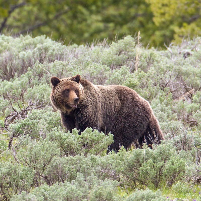 Grizzly bear sow