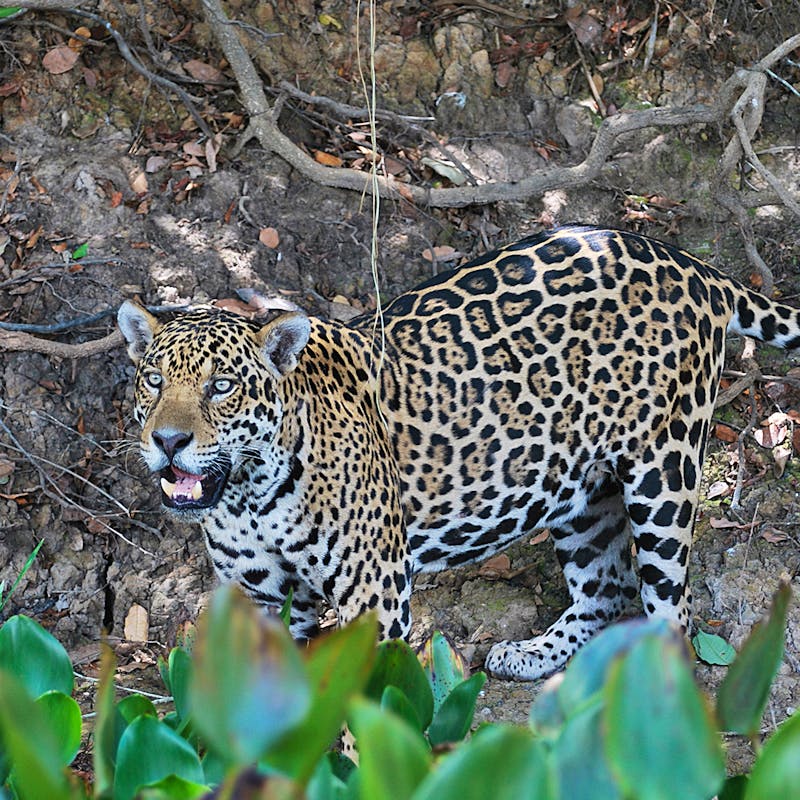 Jaguar