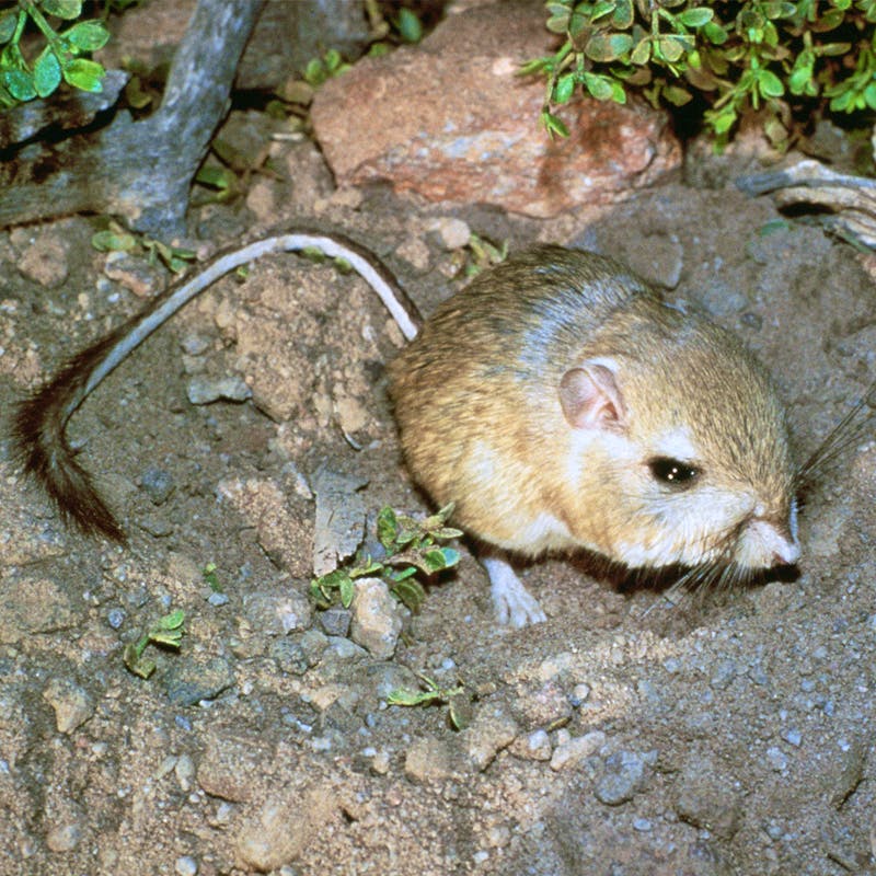 Kangaroo rat