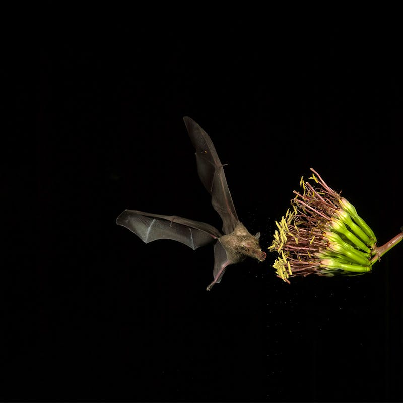 Lesser Long-Nosed Bat