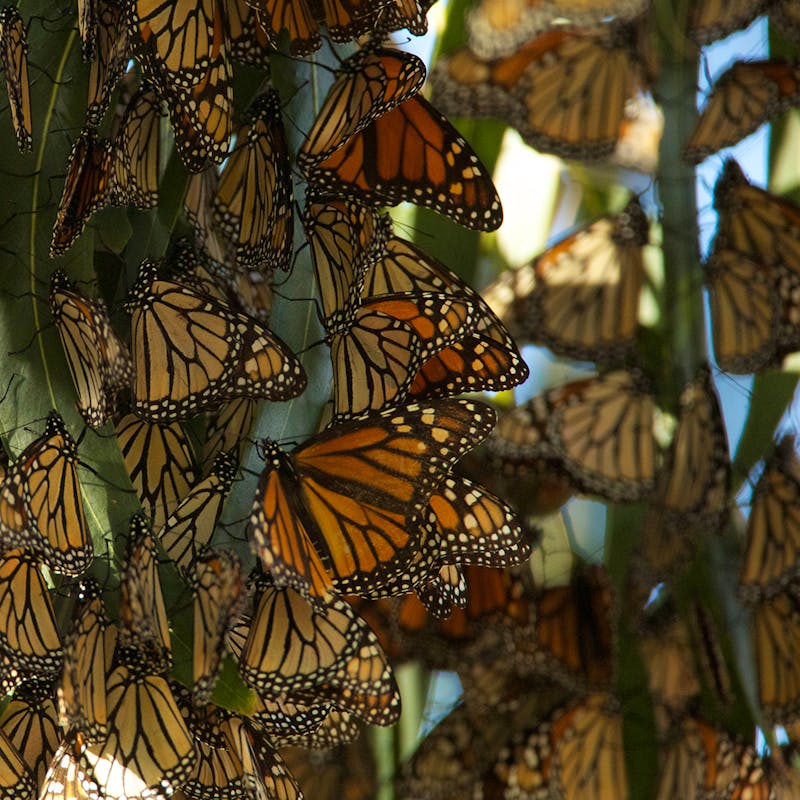 Monarch Butterflies