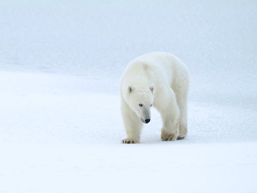 Polar bear