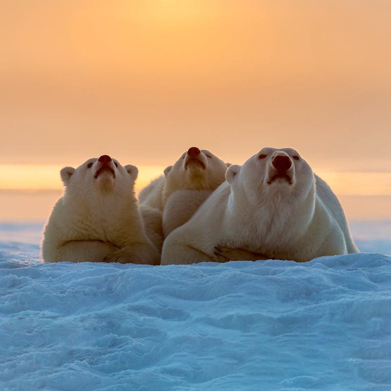 Polar bear with cubs