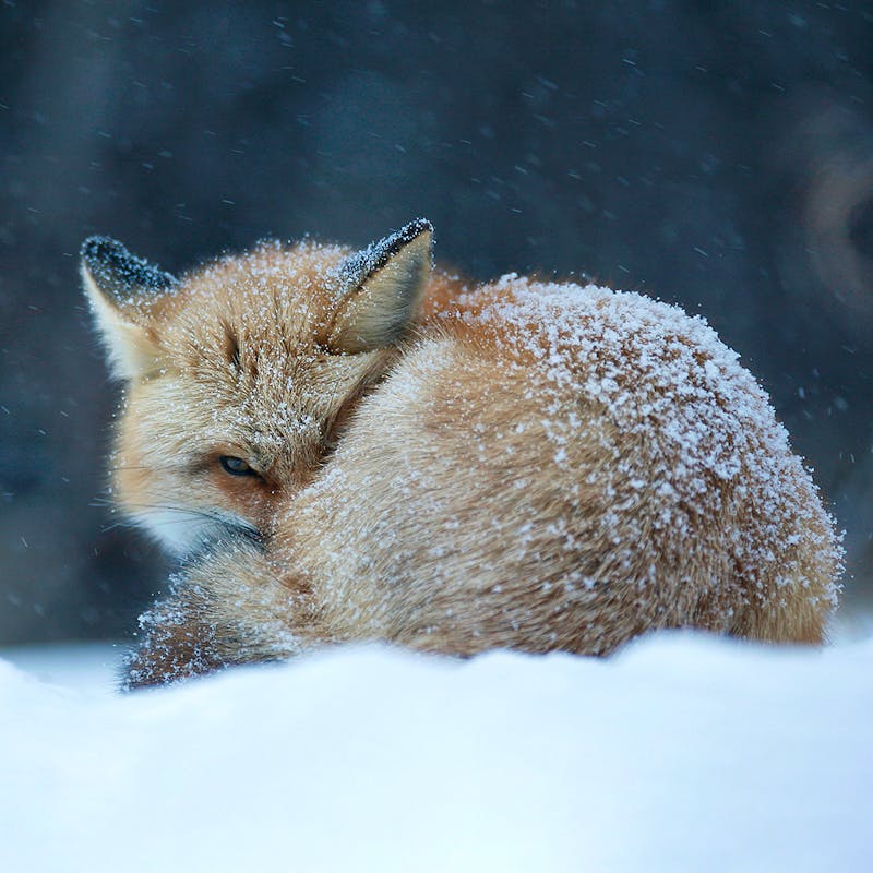 Red Fox in Snow