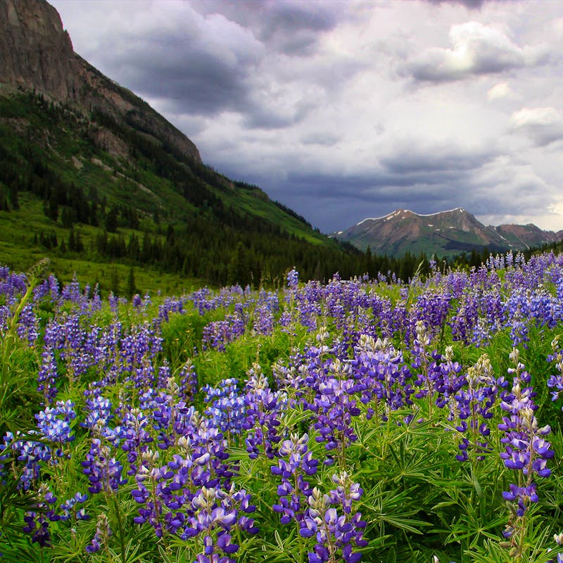 Colorado Rockies with Lupine