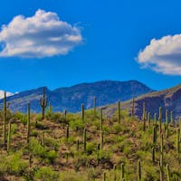 Southwest tuscon cactus and mountains