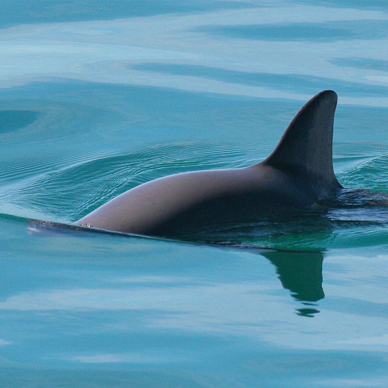 Vaquita Swimming