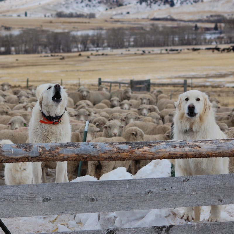 Livestock Guardian Dogs 