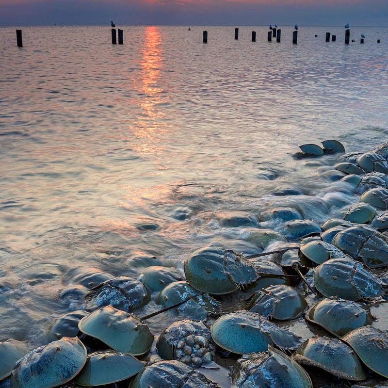 Horseshoe crabs on beach