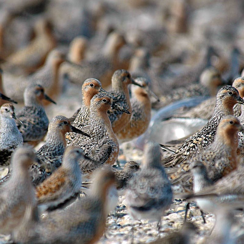 Red knots in Mispillion Harbor, Delaware