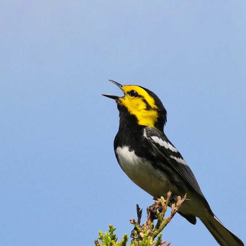 golden cheeked warbler