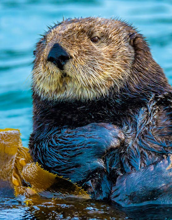 Sea Otter floating