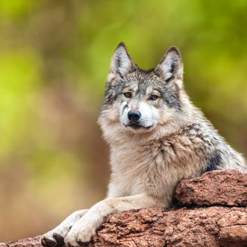 Mexican Gray Wolf on Rock