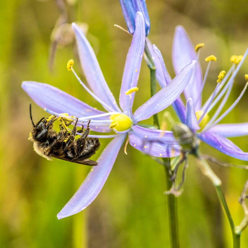 2018.05.11 - Franklin's Bumblebee on Wildflower - Washington - Janet Horton