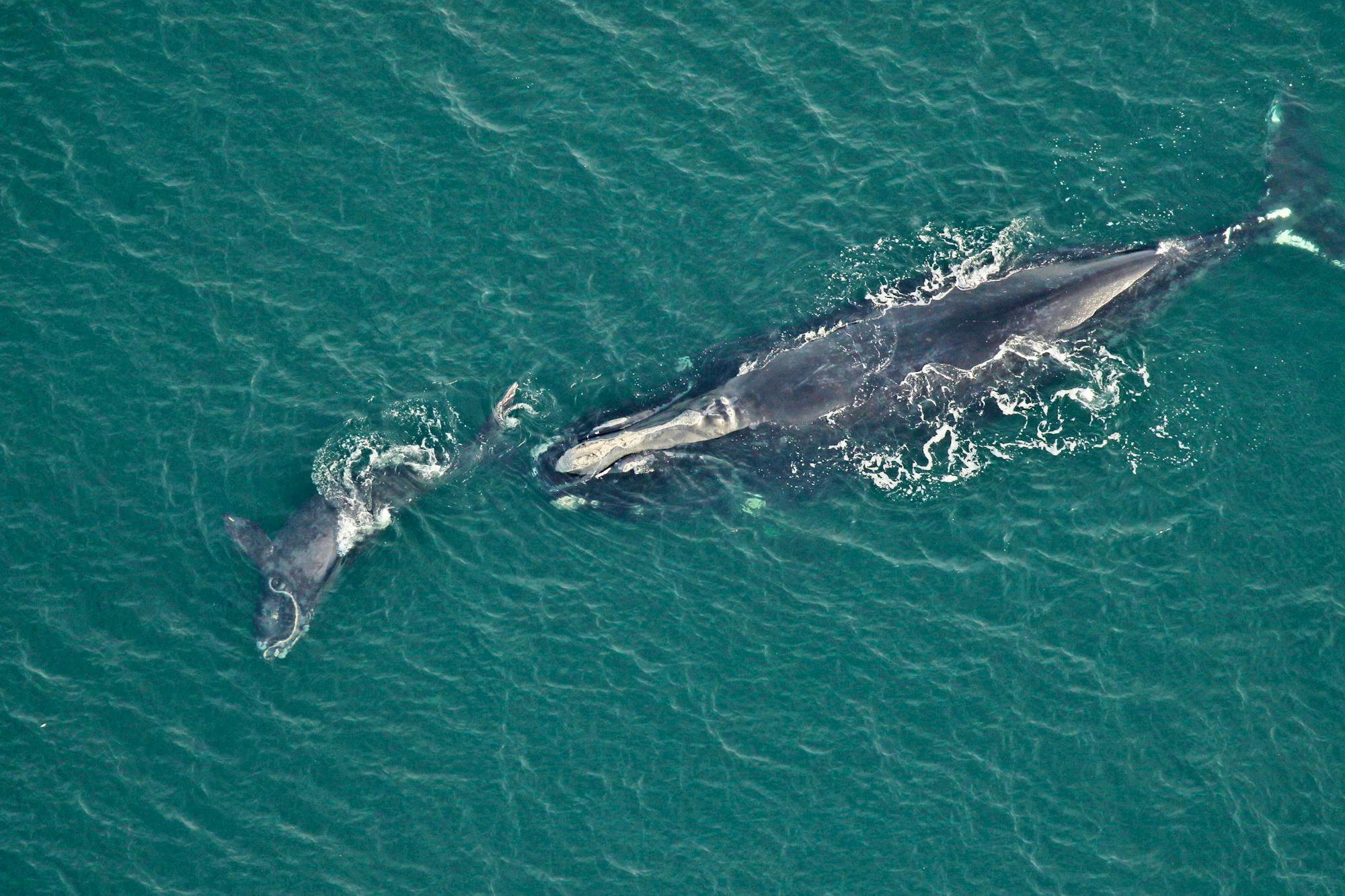 2023.01.05- Right Whale Swimming with Calf-FWC-CC BY NC ND 2.0