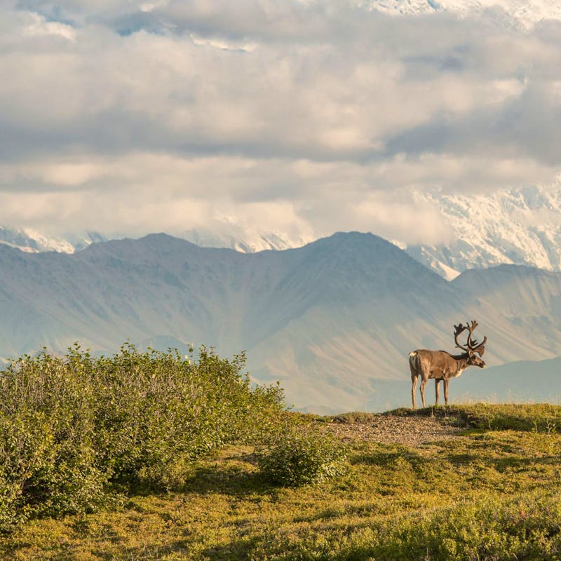 Caribou at Denali National Park