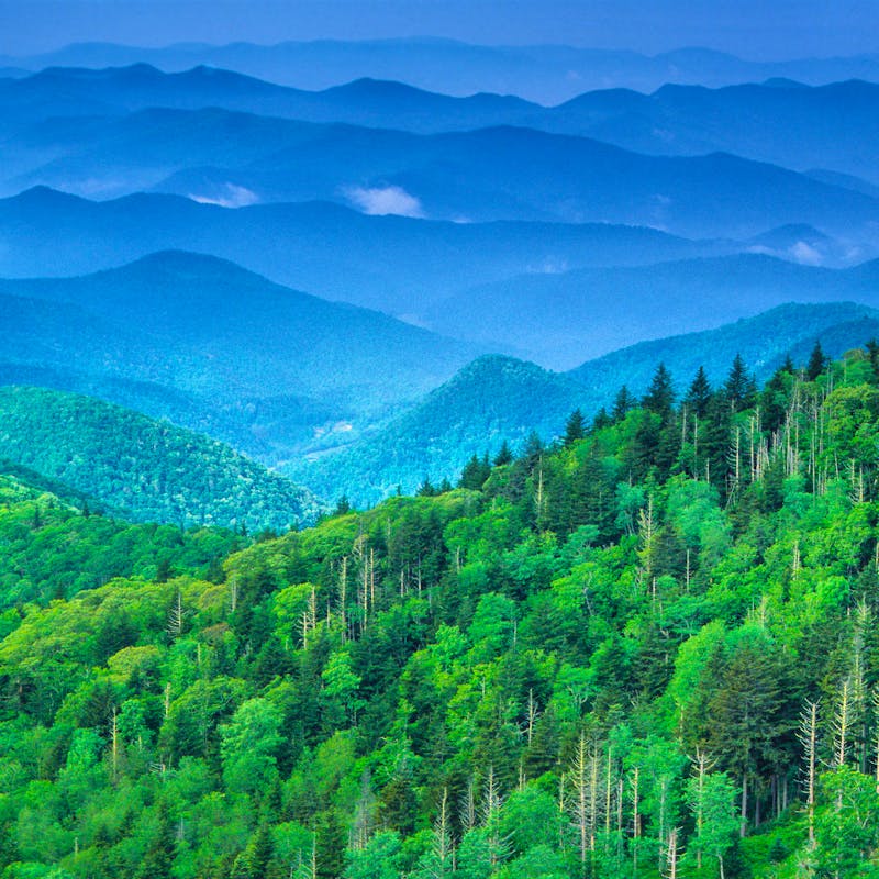 Expansive Forest - Nantahala National Forest - Blue Ridge Mountains - North Carolina