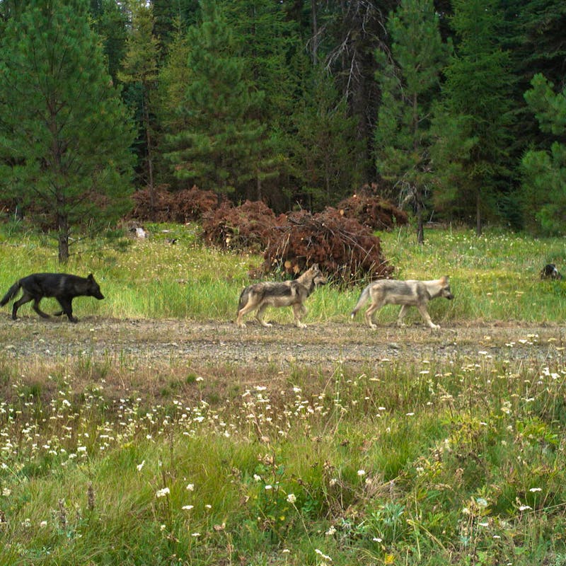 Fivemile Pack gray wolf pups in Morrow County Oregon