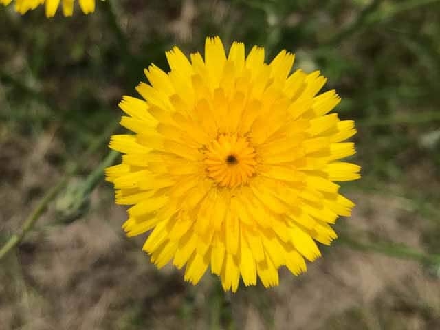 Taraxacum officinale: dandelion