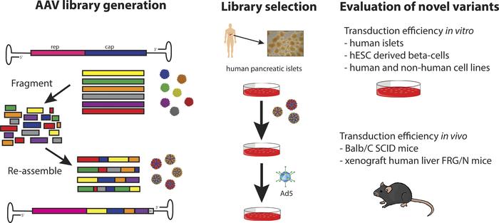 graphical abstract