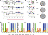 Amino acid sequence and structural composition of selected shuffled AAV cap