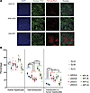 Validation and quantification of human hepatocyte transduction in mice with